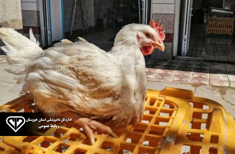 اجرای طرح ضربتی مقابله با عرضه طیور زنده در معابر شهری شهرستان هندیجان